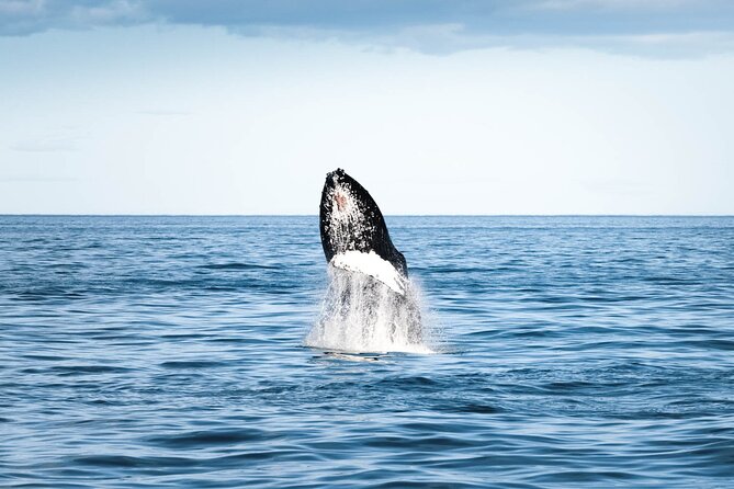 Whale Watching in Husavik - Traditional Oak Boat