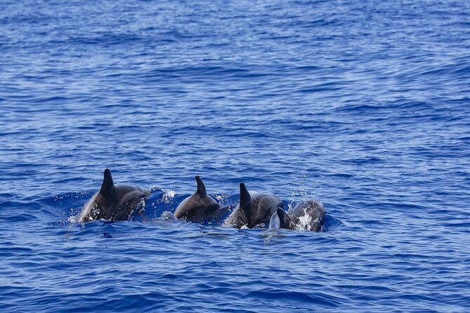 Whale Watching in Mirissa by Catamaran Cruise - Whale Watching Experience