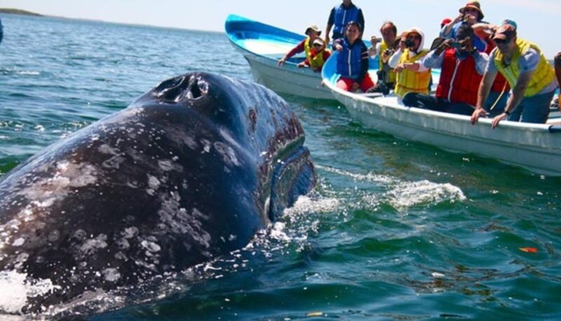 Whale Watching in Mirissa - Tour Guide Services