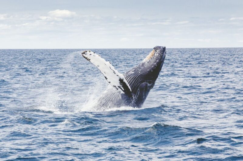 Whale Watching in Mirissa - Safety Precautions