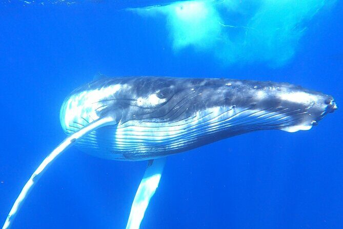 Whale watching in Moorea - The Experience in Detail