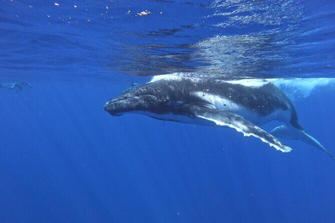 Whale watching in Moorea - Authentic Experiences Highlighted by Reviews