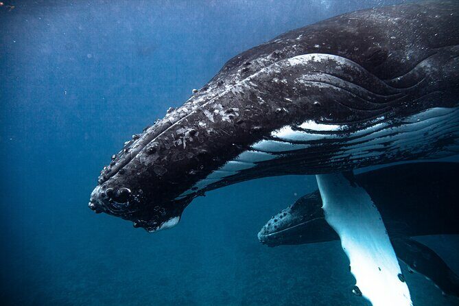 Whale watching in Moorea - Who Should Consider This Tour?
