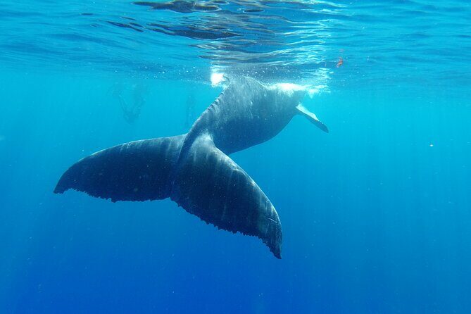 Whale watching in Moorea - FAQ