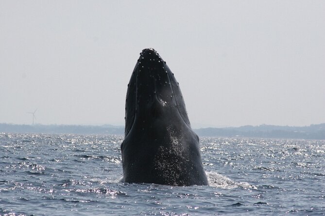 Whale Watching in Okinawa - What to Expect During the Tour
