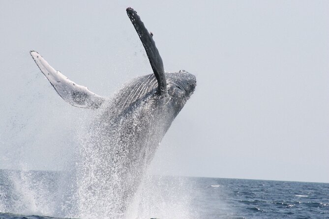 Whale Watching in Okinawa - Tips for an Enjoyable Experience