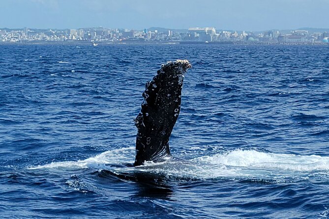 Whale Watching in Okinawa - Additional Offerings and Amenities
