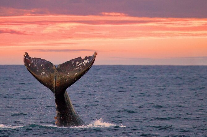 Whale Watching in Puerto Vallarta! - Meeting Point and Directions