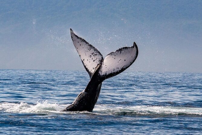 Whale Watching in Puerto Vallarta! - Health and Accessibility Considerations