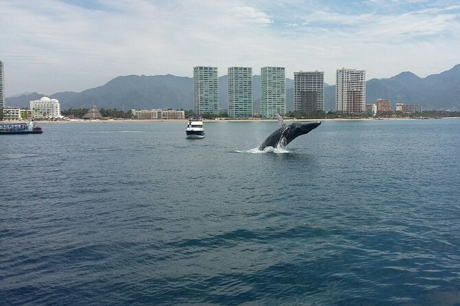Whale Watching in Puerto Vallarta! - Booking and Cancellation Policy