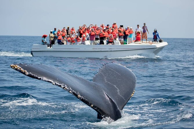 Whale Watching in Puerto Vallarta! - Highlights of the Experience