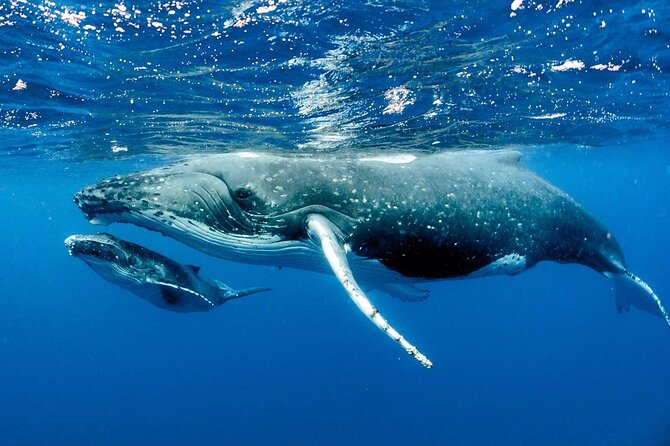 Whale Watching in Puerto Vallarta! - Frequently Asked Questions