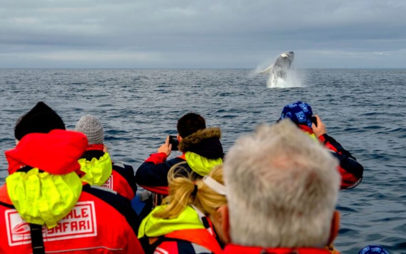 Whale Watching in Reykjavik by Speedboat - Customer Feedback