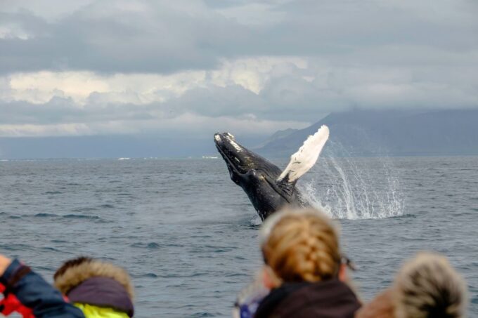 Whale Watching in Reykjavik by Speedboat - Age and Size Requirements