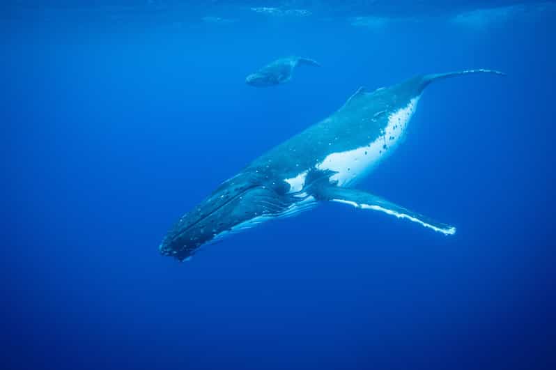 Whale Watching in Rio De Janeiro - Key Points