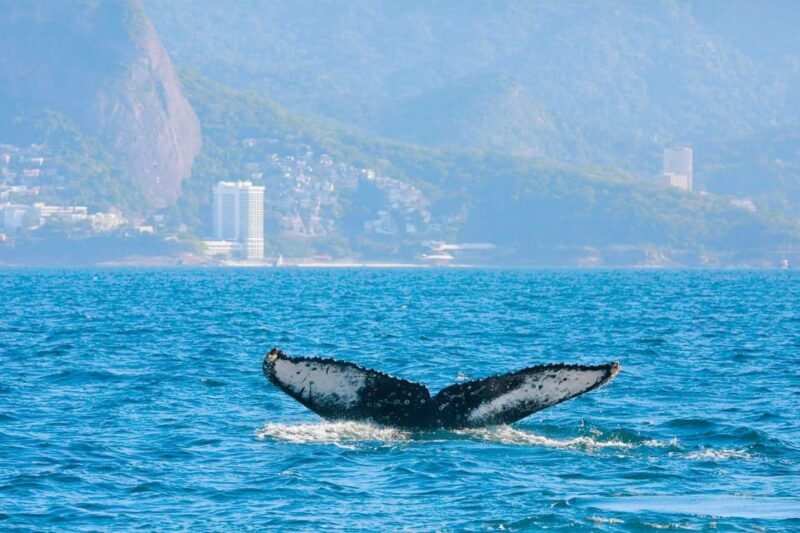 Whale Watching in Rio De Janeiro - Highlights of the Excursion