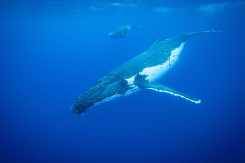 Whale Watching in Rio De Janeiro - Encountering Diverse Seabirds