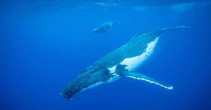 Whale Watching in Rio De Janeiro - Tour Confirmation and Duration