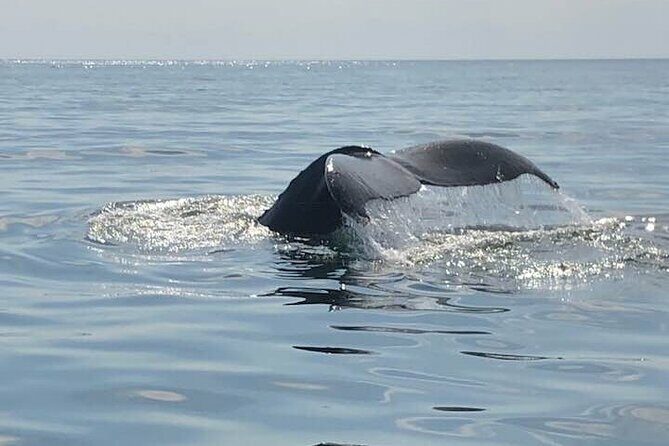 Whale Watching in Saint Andrews (NB) with Private Car Tour - Key Points