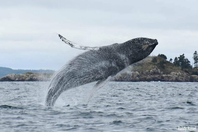 Whale Watching in Saint Andrews (NB) with Private Car Tour - Final Thoughts