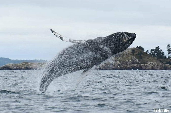 Whale Watching in Saint Andrews (NB) with Private Car Tour - FAQ