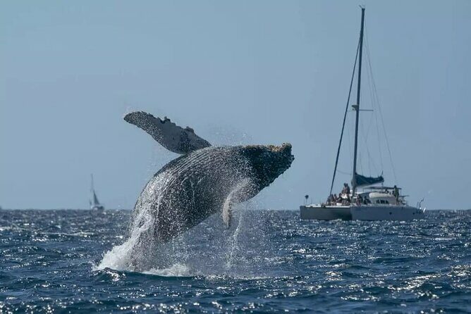 Whale Watching in Samaná Bay + Bacardi Island Beach- Full DayTrip - Key Points
