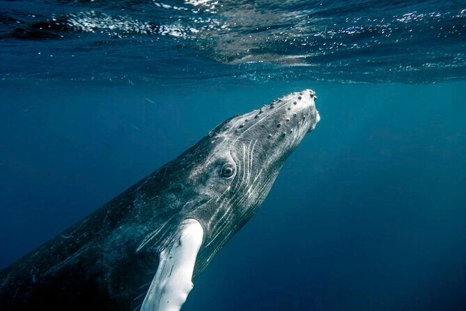 Whale Watching in Samaná Bay + Bacardi Island Beach- Full DayTrip - Authenticity and Experience
