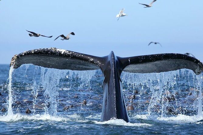 Whale Watching in Samaná Bay + Bacardi Island Beach- Full DayTrip - Final Thoughts