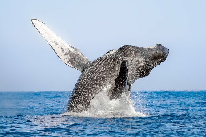 Whale Watching in Samaná Bay + Bacardi Island Beach- Full DayTrip - FAQ