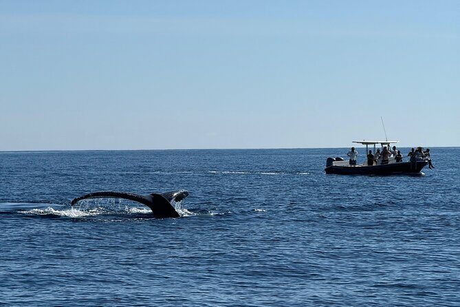 Whale Watching in San Jose del Cabo - Final Thoughts
