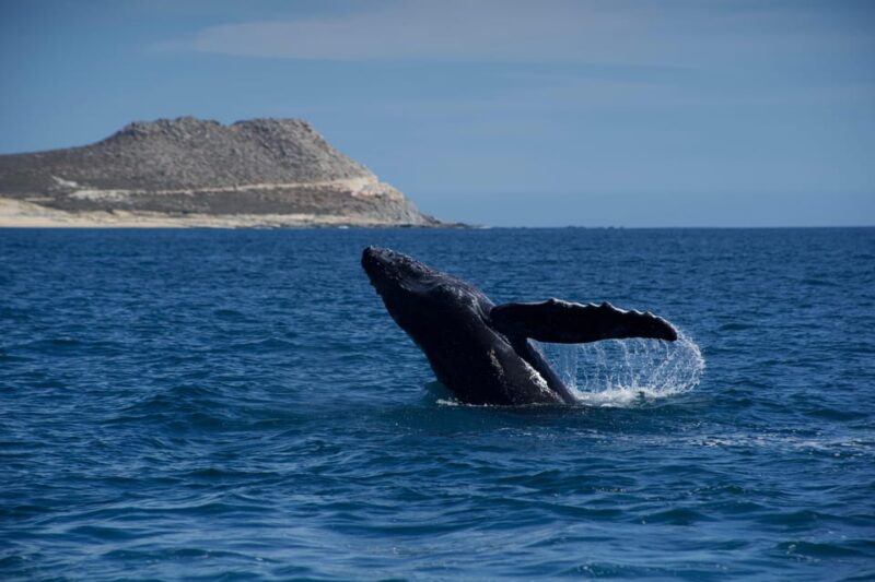 Whale Watching in San Jose Del Cabo - Key Points
