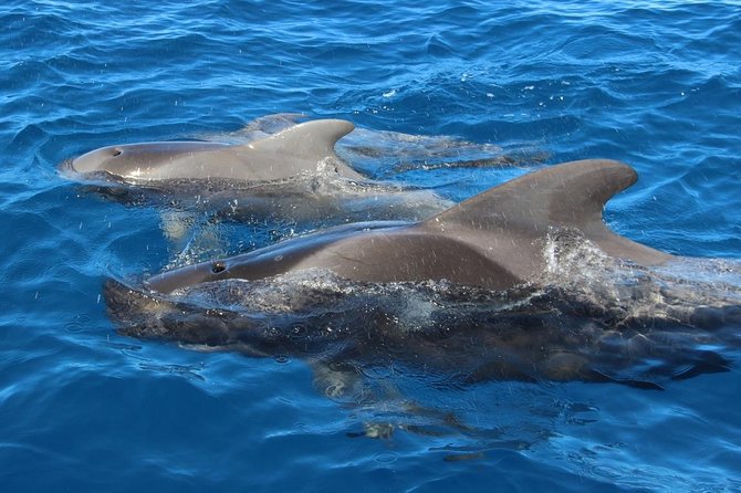 Whale Watching in Tenerife - Tour Inclusions and Exclusions