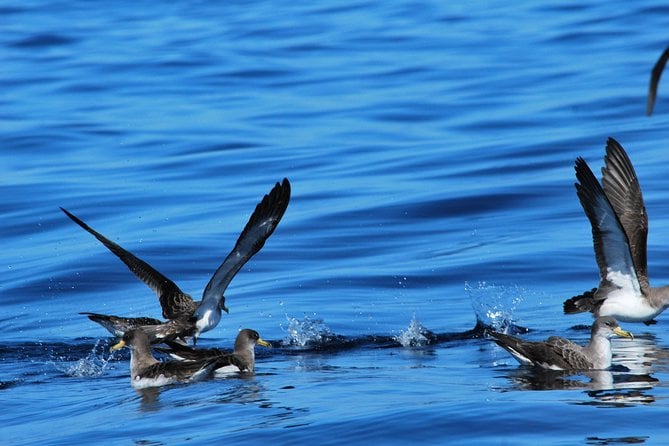 Whale Watching in Tenerife - Booking Confirmation and Availability