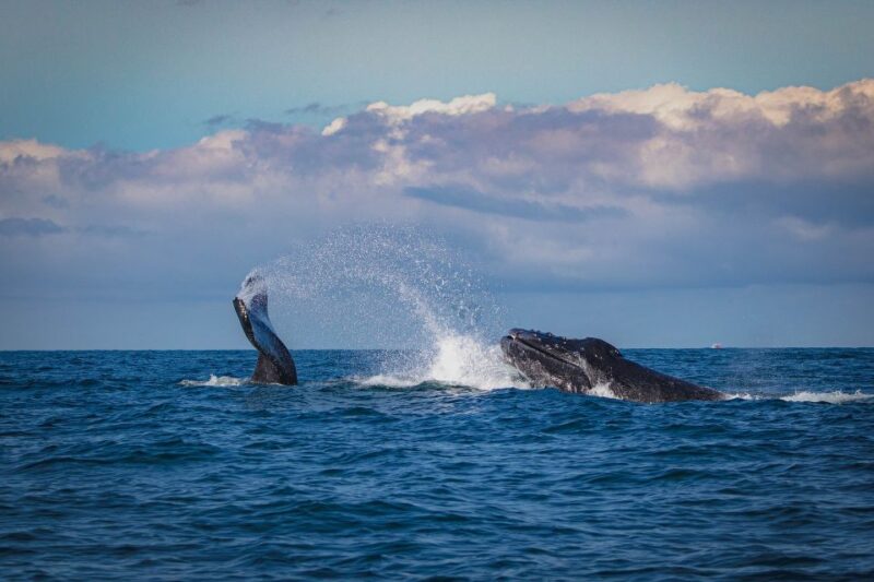 Whale Watching in Trincomalee - Tour Duration
