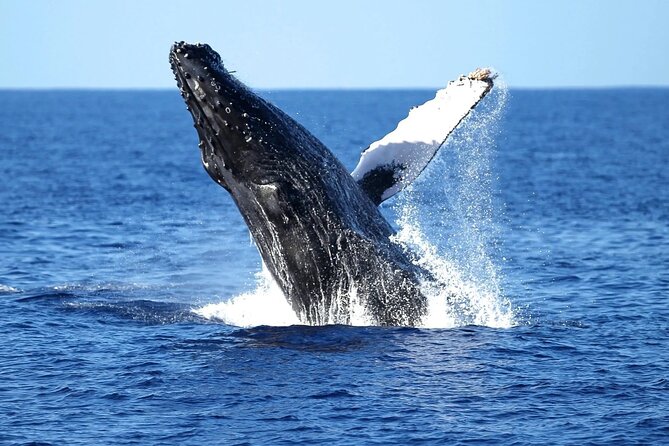 Whale Watching in Waikiki - Key Inclusions and Costs