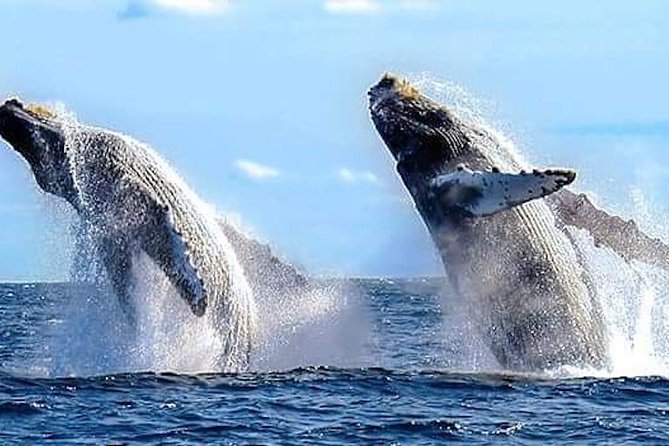 Whale Watching Kelly - Key Points