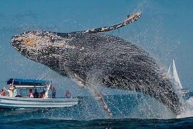 Whale Watching Kelly - Tour Details