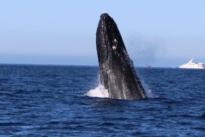 Whale Watching Kelly - Whale Encounters