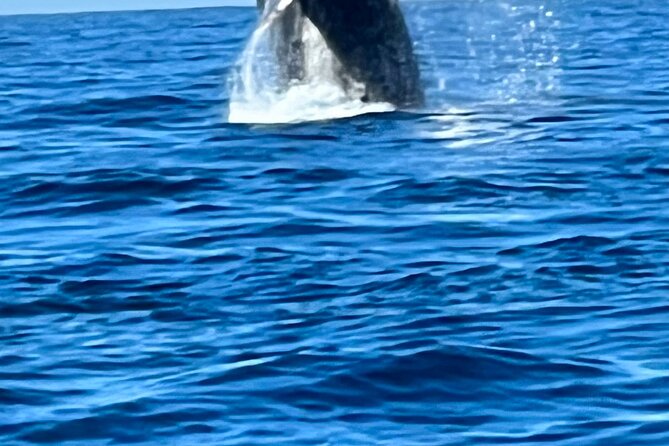 Whale Watching Kelly - Additional Activities