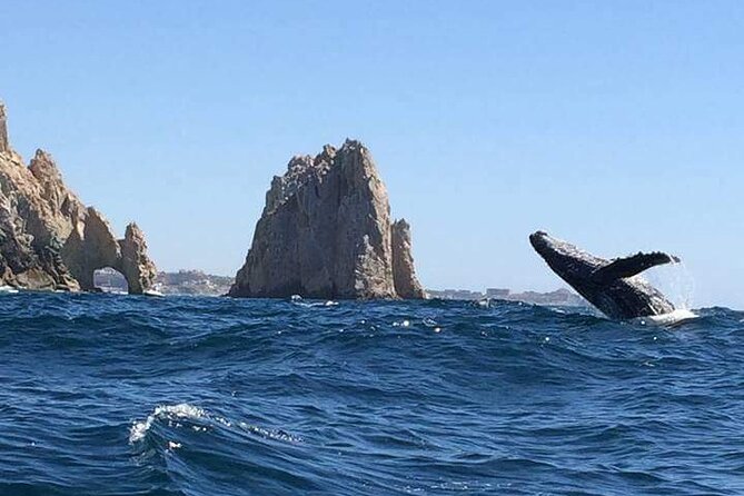 Whale Watching Kelly - Affordability and Value