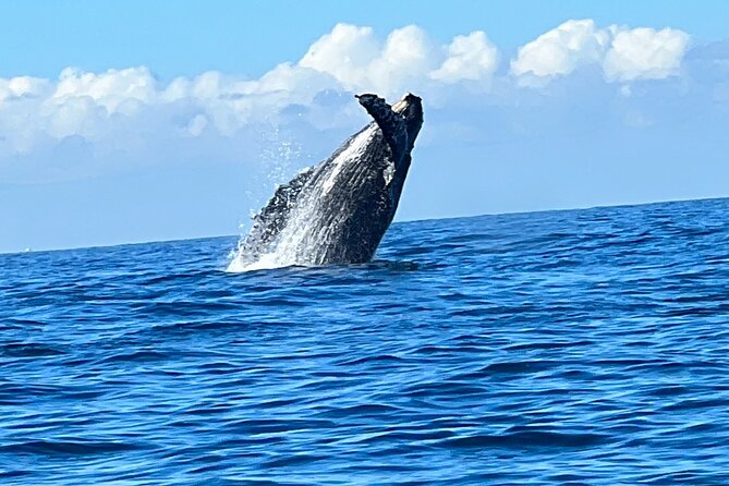Whale Watching Kelly - Guides and Captains