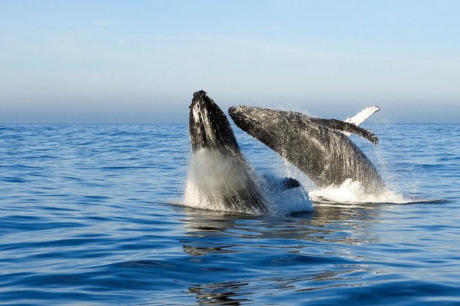 Whale Watching Knysna - Close Encounter Experience Ocean Odyssey - Departure Point: Thesen Harbour Town