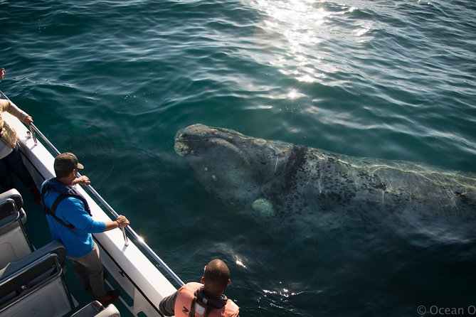 Whale Watching Knysna - Close Encounter Experience Ocean Odyssey - Informative Commentary and Observations