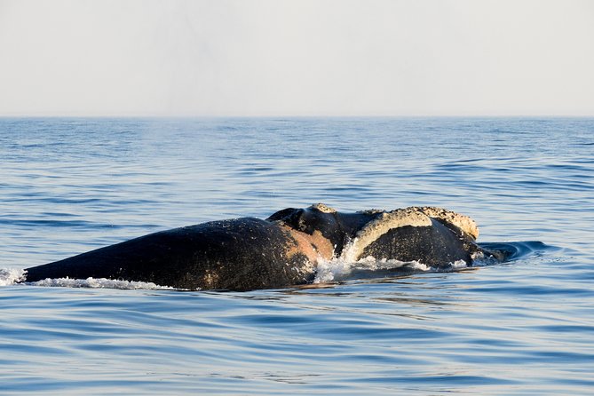 Whale Watching Knysna - Close Encounter Experience Ocean Odyssey - Booking and Confirmation
