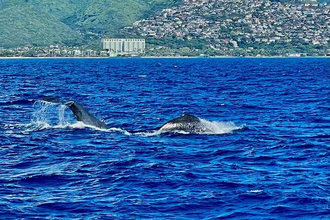 Whale Watching & Late Breakfast Cruise in Honolulu - Cancellation Policy
