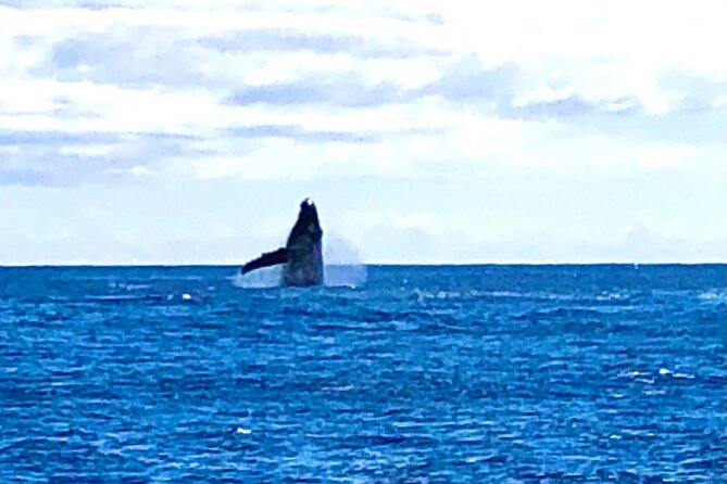 Whale Watching & Late Breakfast Cruise in Honolulu - Whale Watching Highlights
