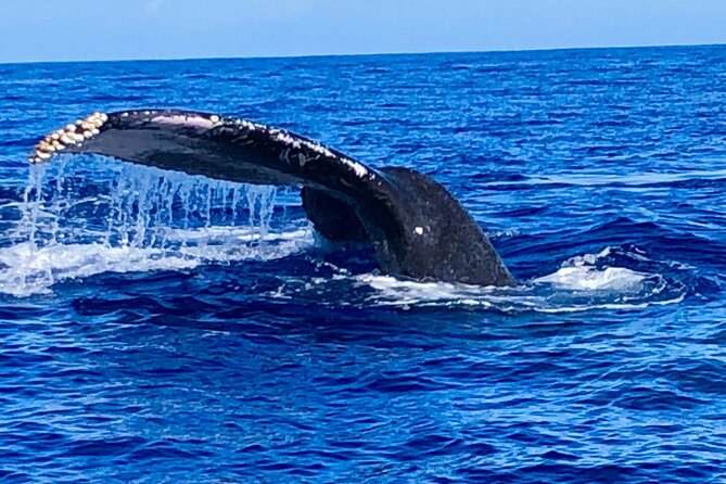 Whale Watching & Late Breakfast Cruise in Honolulu - Preparing for the Experience