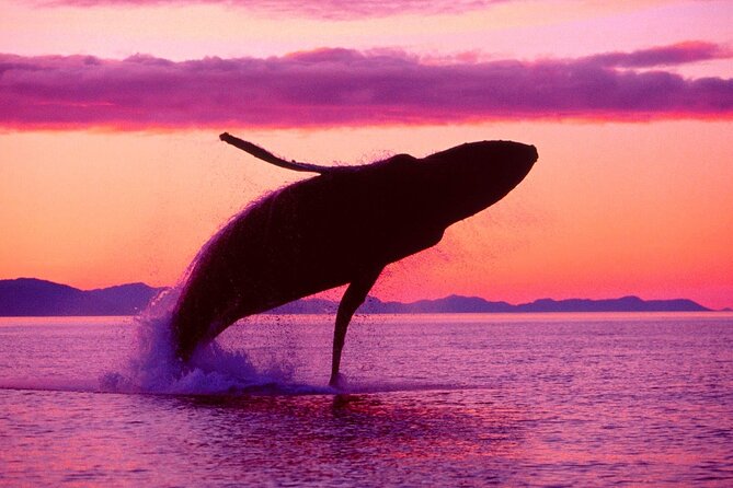 Whale Watching & Limón Waterfall Day Trip - Inclusions and Amenities