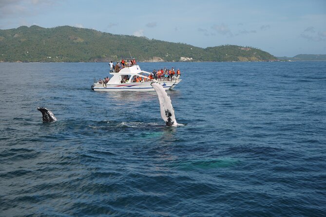 Whale Watching & Limón Waterfall Day Trip - Meeting and Pickup Locations