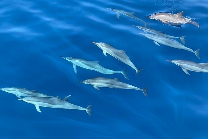 Whale Watching Mirissa Ultimate Tour in Sri Lanka with Breakfast - The Sum Up: The Best Choice for Authentic Marine Encounters